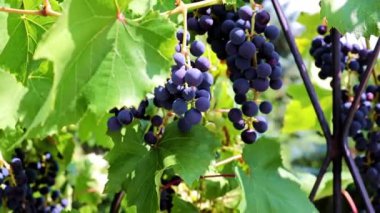 dallarda siyah üzüm yeşil yaprakları ve fırçaları