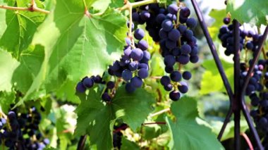 dallarda siyah üzüm yeşil yaprakları ve fırçaları