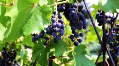 dallarda siyah üzüm yeşil yaprakları ve fırçaları