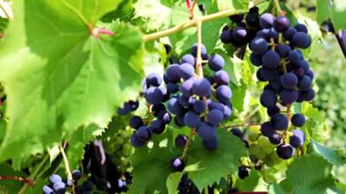 dallarda siyah üzüm yeşil yaprakları ve fırçaları