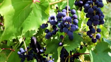 dallarda siyah üzüm yeşil yaprakları ve fırçaları