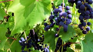 dallarda siyah üzüm yeşil yaprakları ve fırçaları