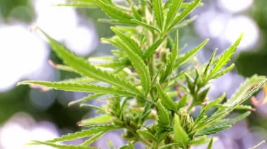 kenevir bozkır kenevir bir dalı üzerinde olgun konileri