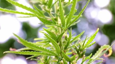 kenevir bozkır kenevir bir dalı üzerinde olgun konileri