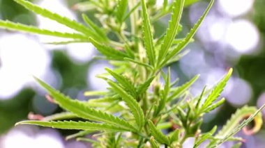 kenevir bozkır kenevir bir dalı üzerinde olgun konileri