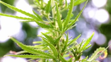 kenevir bozkır kenevir bir dalı üzerinde olgun konileri