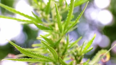 kenevir bozkır kenevir bir dalı üzerinde olgun konileri