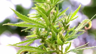 kenevir bozkır kenevir bir dalı üzerinde olgun konileri