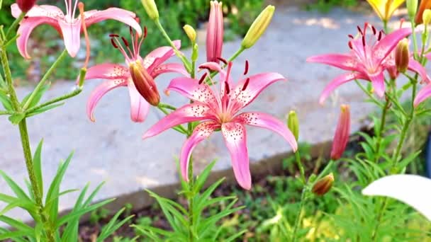 Vacker Trädgård Lily Blommor Naturliga Omgivningar — Stockvideo