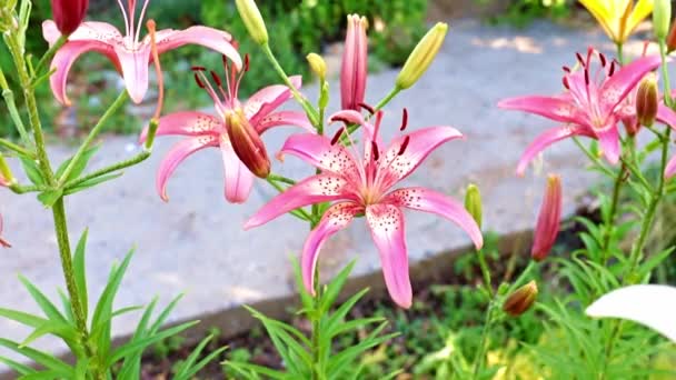 Красиві Садові Квіти Лілії Природному Оточенні — стокове відео
