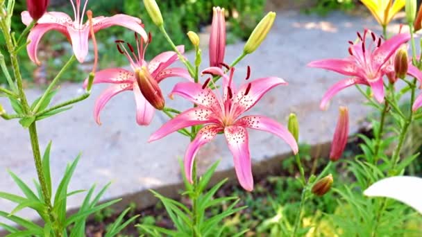 Όμορφα Λουλούδια Κρίνος Κήπου Φυσικό Περιβάλλον — Αρχείο Βίντεο