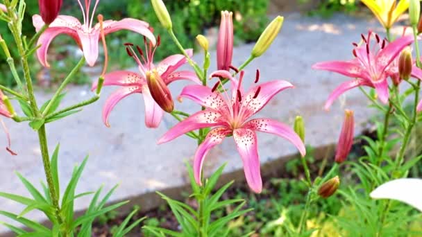 Beautiful Garden Lily Flowers Natural Surroundings — Stock Video