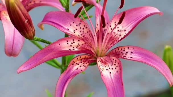 Красивые Цветы Лилии Сада Природной Среде — стоковое видео