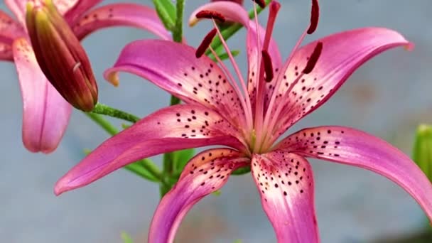 Lindas Flores Lírio Jardim Ambientes Naturais — Vídeo de Stock