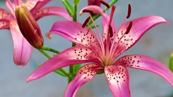 Belles Fleurs Lys Jardin Dans Environnement Naturel — Video