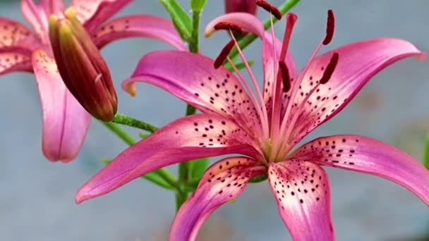 Vacker Trädgård Lily Blommor Naturliga Omgivningar — Stockvideo