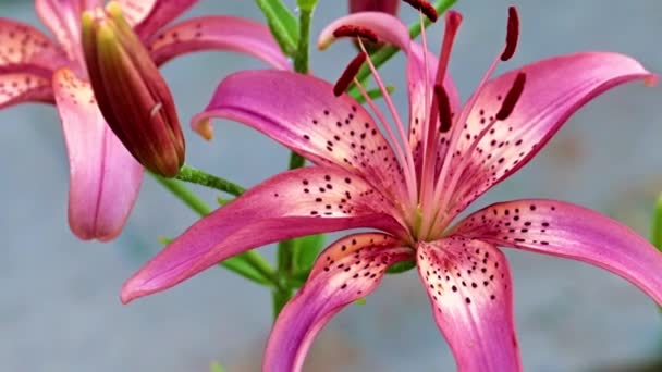 Lindas Flores Lírio Jardim Ambientes Naturais — Vídeo de Stock