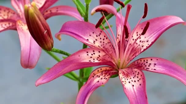 Schöne Lilienblüten Natürlicher Umgebung — Stockvideo