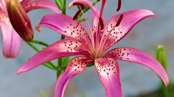 Красивые Цветы Лилии Сада Природной Среде — стоковое видео