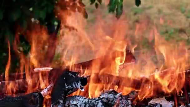 éclairs de flamme vive dans une forêt Campanie 