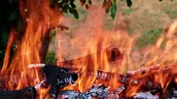 éclairs de flamme vive dans une forêt Campanie 