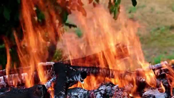 éclairs de flamme vive dans une forêt Campanie 