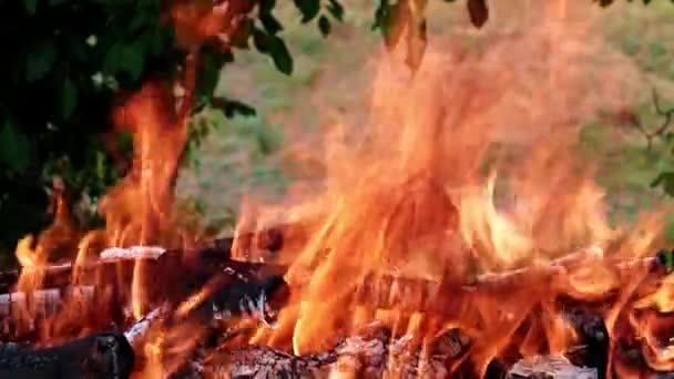 éclairs de flamme vive dans une forêt Campanie 