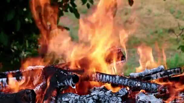 éclairs de flamme vive dans une forêt Campanie 