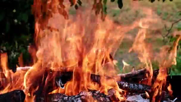 éclairs de flamme vive dans une forêt Campanie 