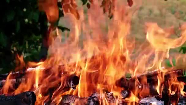 éclairs de flamme vive dans une forêt Campanie 