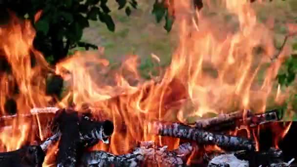éclairs de flamme vive dans une forêt Campanie 