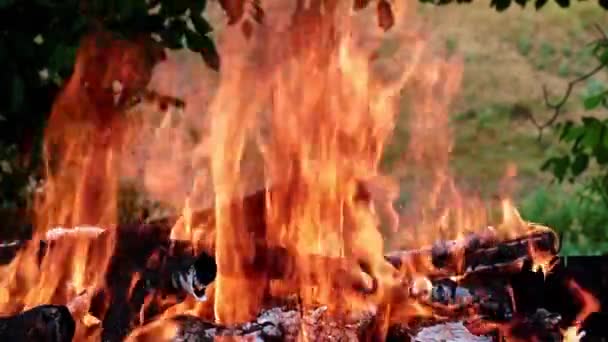 Błysków Jasnego Płomienia Lesie Kampania — Wideo stockowe