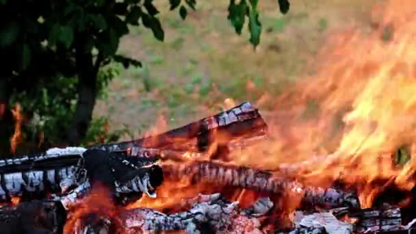 éclairs de flamme vive dans une forêt Campanie 