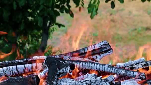 éclairs de flamme vive dans une forêt Campanie 