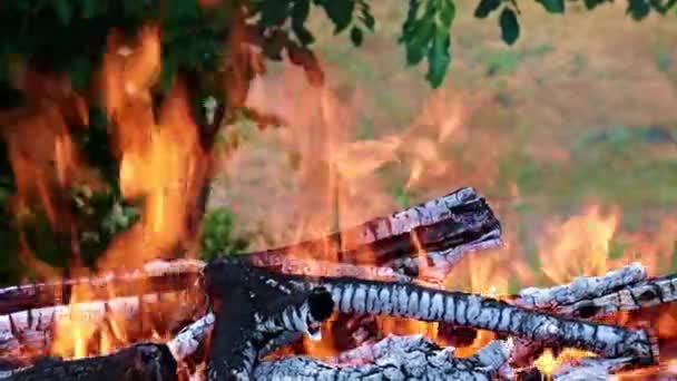 Éclairs Flamme Vive Dans Une Forêt Campanie — Video