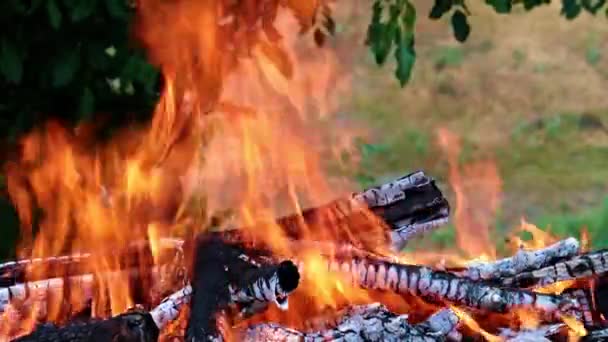 éclairs de flamme vive dans une forêt Campanie 