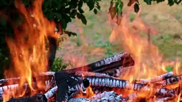 Blixtar Ljus Flamma Skog Kampanien — Stockvideo