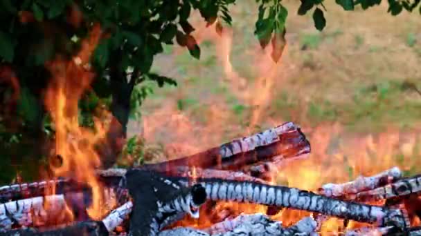éclairs de flamme vive dans une forêt Campanie 