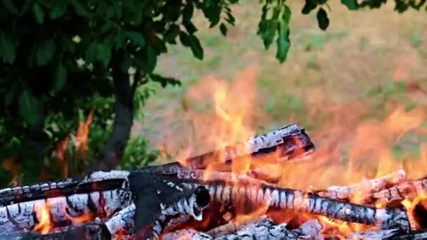 Éclairs Flamme Vive Dans Une Forêt Campanie — Video