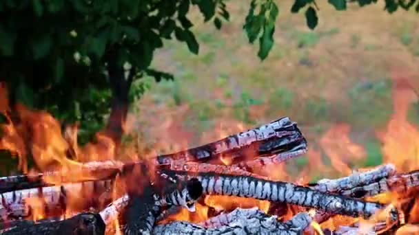 éclairs de flamme vive dans une forêt Campanie 