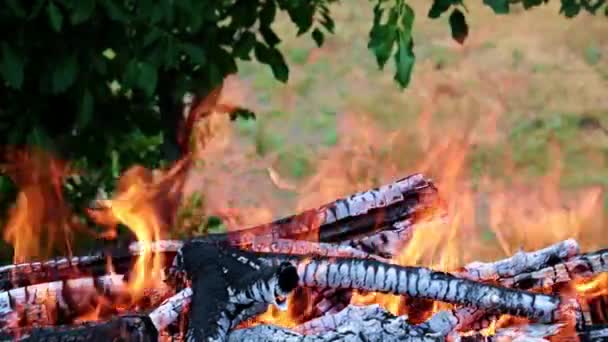 Bir Orman Campania Parlak Alev Yanıp Söner — Stok video