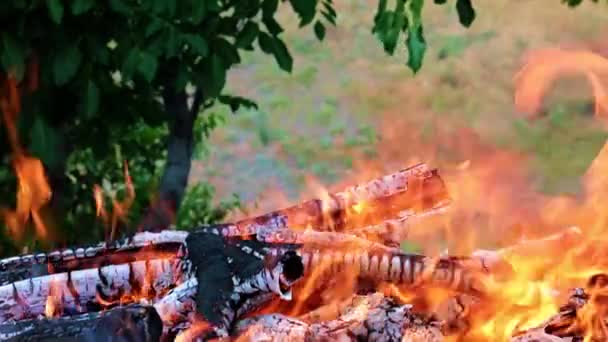 éclairs de flamme vive dans une forêt Campanie 