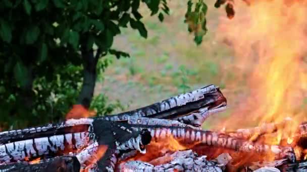 森のカンパニアで明るい炎のフラッシュ — ストック動画