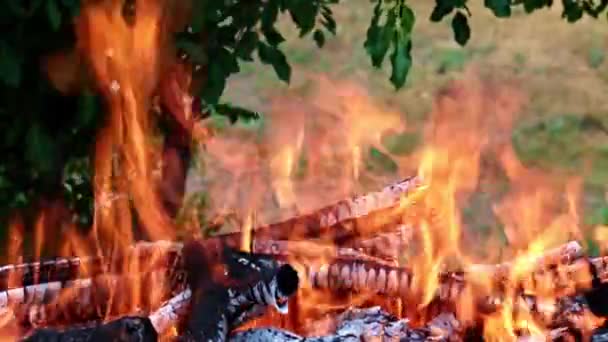 éclairs de flamme vive dans une forêt Campanie 