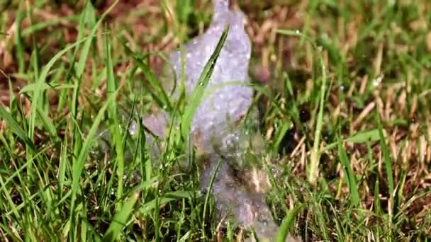 écoulement d'eau et pelouse verte 
