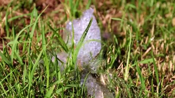 Water Flow Green Grass Lawn — Stock Video