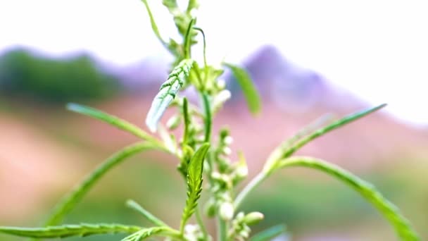 Vadon Élő Kannabisz Természetes Szférában — Stock videók