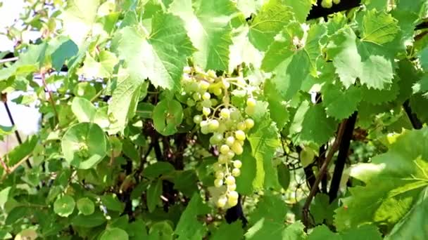 Pinceau Raisins Verts Sur Les Branches — Video