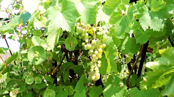 Cepillo Uvas Verdes Las Ramas — Vídeos de Stock