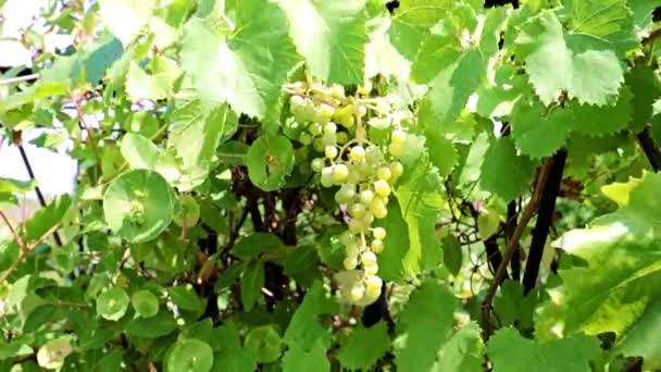 Pinceau Raisins Verts Sur Les Branches — Video